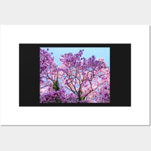 Spring Blooming Trees Pink Magnolia Tree Posters and Art